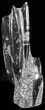 Tall Tower Of Polished Orthoceras (Cephalopod) Fossils #58924-2